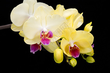 在黑色背景上孤立的黄兰花纪念日婚礼静物粉色花瓣热带礼物植物温泉黄色图片