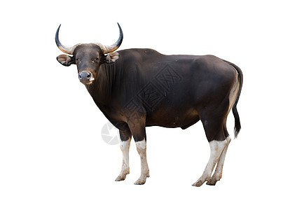 隔离的男性basteng老板动物黑色白色肌肉哺乳动物奶牛荒野喇叭野生动物图片