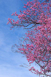 美丽的野生黑沙拉扬樱桃花樱花粉色蓝色天空蜡质公园季节荒野图片