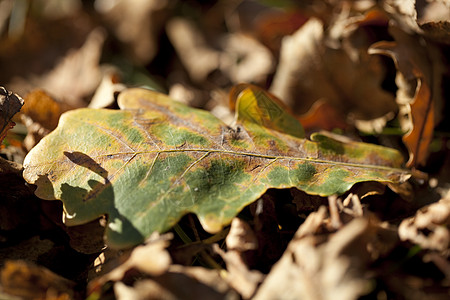 橡叶单株性质叶子背景橡木宏观绿色植物棕色图片