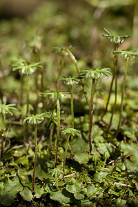 亚甲三丁胺酯胚胎植物苔藓性质绿色背景宏观图片