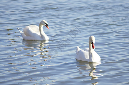 白天鹅池塘动物反射野生动物荒野白色自然图片