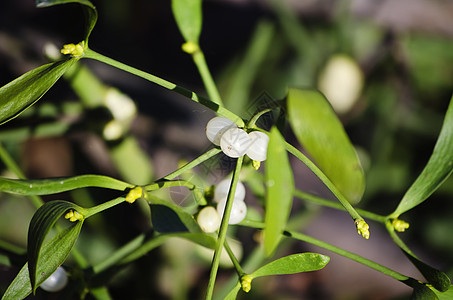 密寄托 Mistlete季节植物绿色浆果叶子运气枝条植物群背景图片