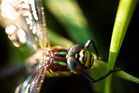苍蝇坐在绿草上叶子野生动物身体阳光荒野动物群宏观蜻蜓动物飞行图片