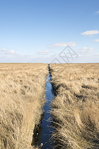 沙丘草和有蓝天的沟渠图片