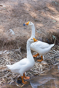 白鹅鸟类水禽家畜野鸟家禽毛皮野生动物橙子荒野小鹅图片