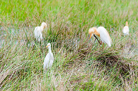 牛食鸟公园白鹭沼泽白色动物群苍鹭饲料草地绿色热带图片
