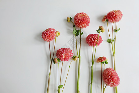 粉红大象一连串生长花束橙子植物群花瓣大丽花树叶植物庆典珊瑚图片