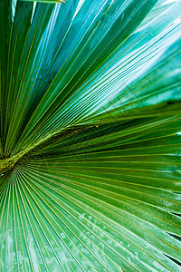 棕榈叶叶子棕榈树叶植物生长美丽阴影花园森林绿色背景图片