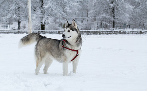 西伯利亚霍斯基冬天动物配种眼睛犬类养狗蓝色雪橇哺乳动物宠物毛皮图片