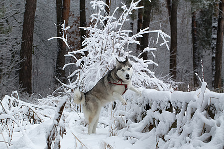 西伯利亚霍斯基冬天蓝色荒野毛皮犬类哺乳动物养狗良种雪橇眼睛宠物图片