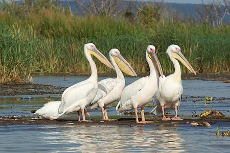 佩利坎 查莫湖 埃塞俄比亚 非洲野生动物全景动物动物群旅行旅游图片