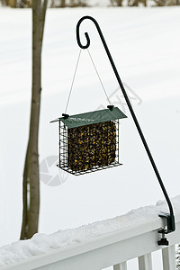 寒冷的寒冬下雪时鸟儿需要食物图片