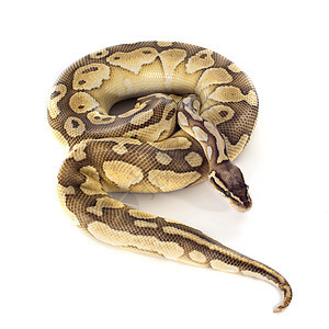 黄色皇家动物蟒蛇球蟒爬虫宠物工作室背景图片