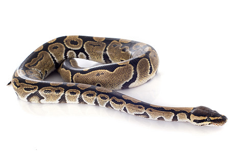 Python 瑞金座皇家宠物球蟒动物工作室棕色蟒蛇爬虫图片