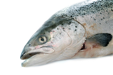 鲑鱼海鲜动物美食食物工作室图片