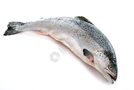 鲑鱼工作室动物美食食物海鲜图片