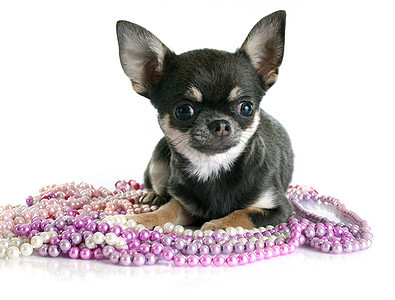 小狗吉娃娃衣领动物珍珠黑色棕褐色宠物工作室珠宝图片