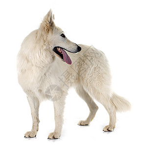 瑞士牧羊人动物成人白色工作室牧羊犬宠物图片