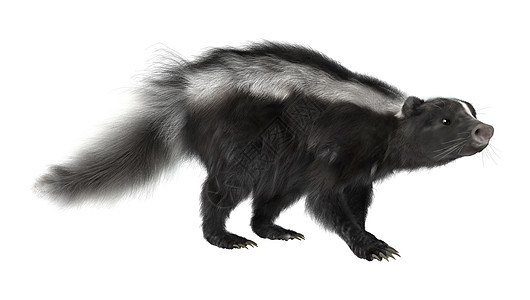 skrok 石当黑色哺乳动物香味白色毛皮野生动物气味动物自然荒野图片