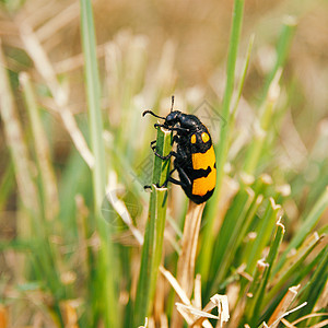 黄黑草昆虫绿色黄色黑色漏洞背景图片