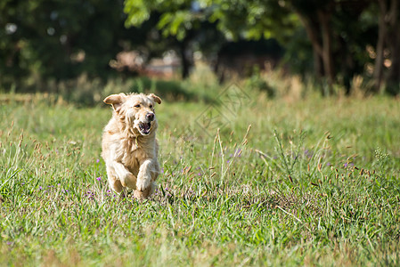 黄金寻金运行中最好的朋友猎犬乐趣喜悦犬类人类绿色女性图片