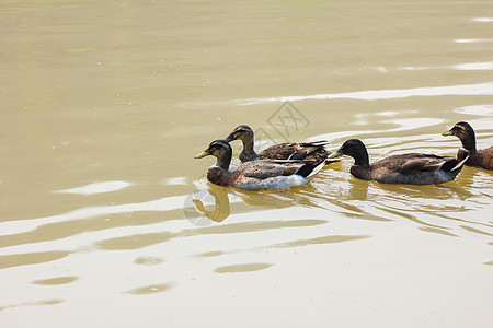 一小片野鸭在河里 泰国团体男性游泳支撑鸭子波纹海浪身体盆地羽毛图片