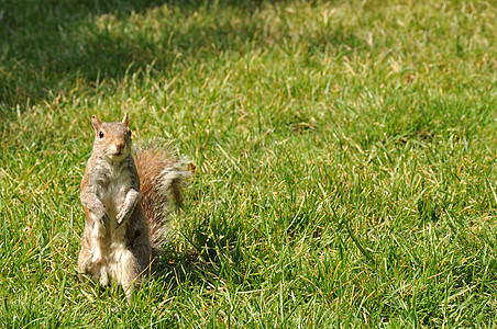 草地上的松松鼠棕色公园白色交际狐狸精女性图片