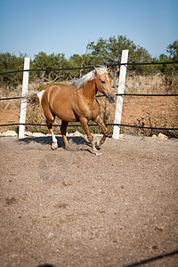 在马牧场外的金色金发美金色cruzado马匹鬃毛速度日落小跑眼睛耳朵头发蓝色场地天空图片