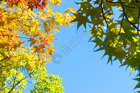 在阳光明媚的一天 秋叶树叶森林风景蓝色黄色橙子红色绿色叶子植物天空图片