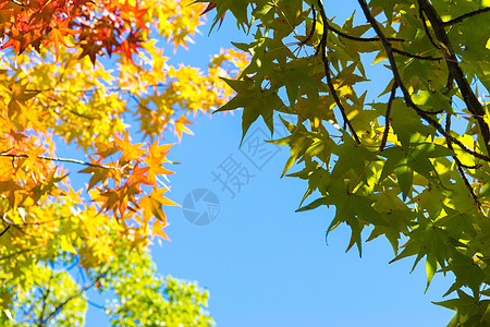 在阳光明媚的一天 秋叶树叶黄色风景叶子植物蓝色森林天空绿色橙子红色图片