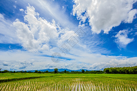 蓝色的天空和云彩下方有稻田 泰国图片