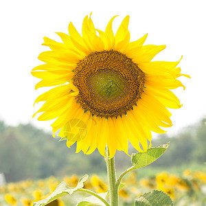 向日葵场地阳光花园生长植物季节黄色乡村农业天空图片