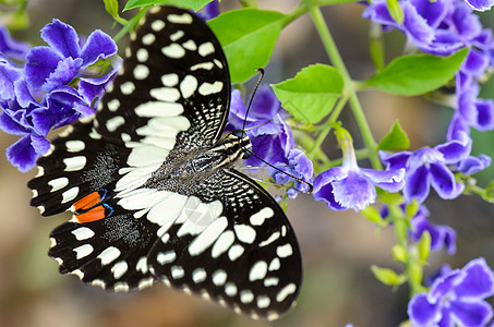 黑白斑点蝴蝶背景图片