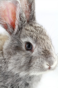 灰兔农业哺乳动物毛皮灰色野兔宠物乐趣耳朵荒野白色图片