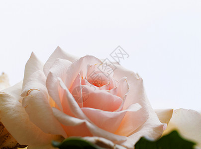 明亮的粉红玫瑰在花园中开花植物绿色植物群粉色花瓣花朵图片