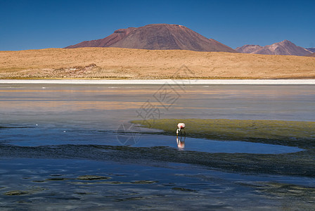 火烈哥风景高度火烈鸟沙漠拉丁胜地山脉旅游旅行图片