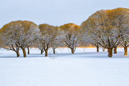 雪地公园里的冰霜小柳树图片