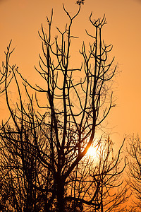 日落的死树公园森林植物树木荒野橙子阳光国家麋鹿树干图片