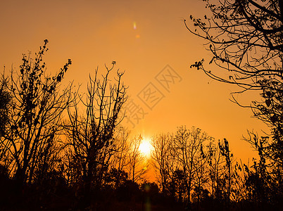 日落的死树阳光树干橙子树木太阳荒野天空森林公园麋鹿图片