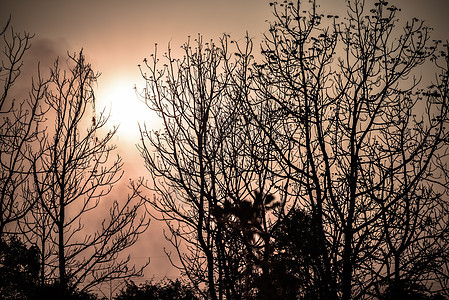 日落的死树国家公园森林麋鹿太阳荒野金子树干橙子天空图片