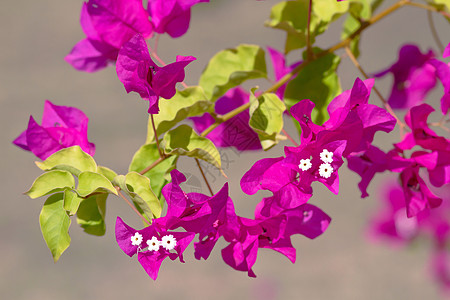 粉红色花朵文化天空热带叶子气候蓝色阳光藤蔓季节花园图片