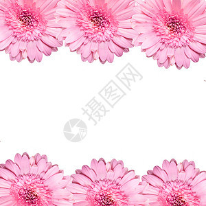 白背景上被孤立的美丽粉红色花朵植物粉色紫色白色温泉植物群礼物花瓣花园明信片图片