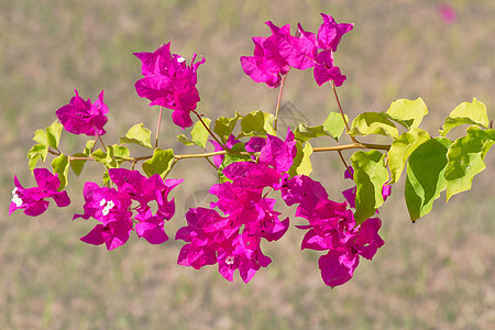 粉红色花朵热带气候季节海洋火山阳光植物蓝色文化藤蔓图片