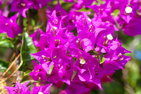 粉红色花朵阳光火山紫色季节蓝色生活海洋气候植物文化图片