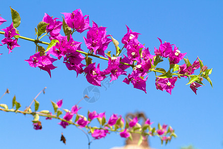 粉红色花朵紫色海洋文化藤蔓国家叶子阳光蓝色季节气候图片