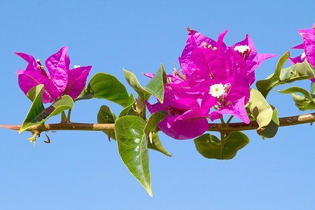 粉红色花朵花园植物天空叶子国家海洋紫色阳光蓝色热带图片