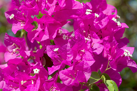 粉红色花朵火山天空文化藤蔓气候叶子阳光蓝色国家植物图片