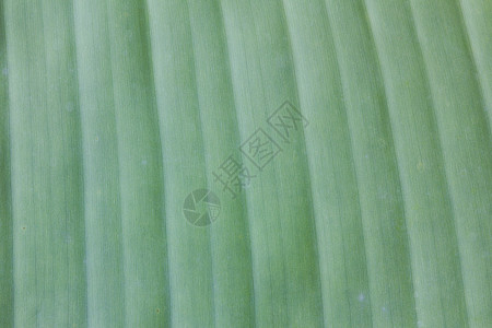绿色香蕉叶背景摘要细胞线条生活森林墙纸香蕉叶子生长宏观植物图片
