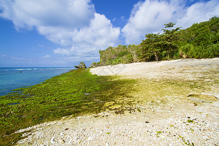 荒沙海滩蓝色海景海藻壁架生活地平线钥匙环境珊瑚潮汐图片